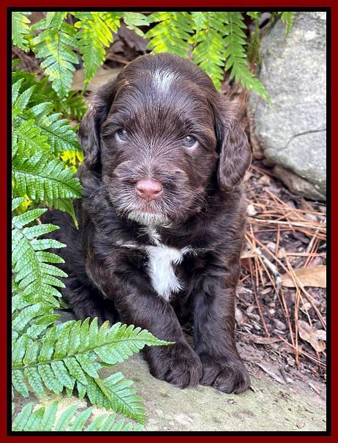 Willow Traveler pups 4 wks old 321