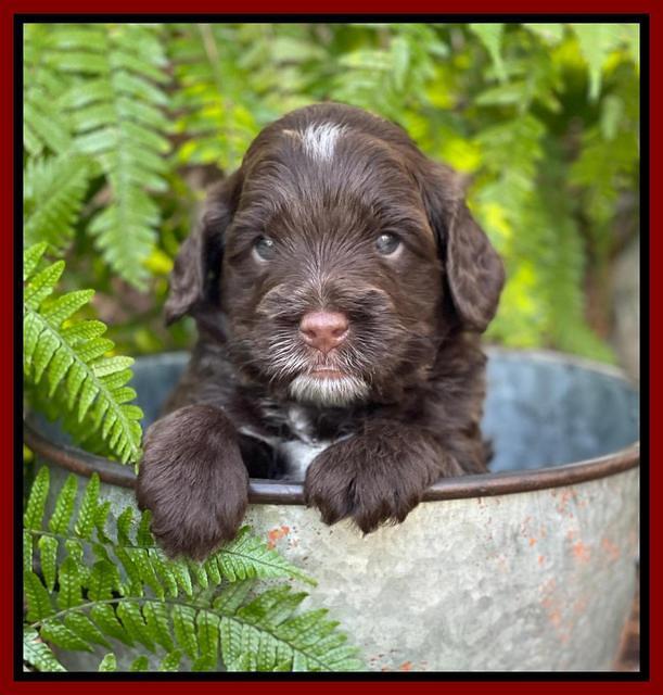 Willow Traveler pups 4 wks old 371