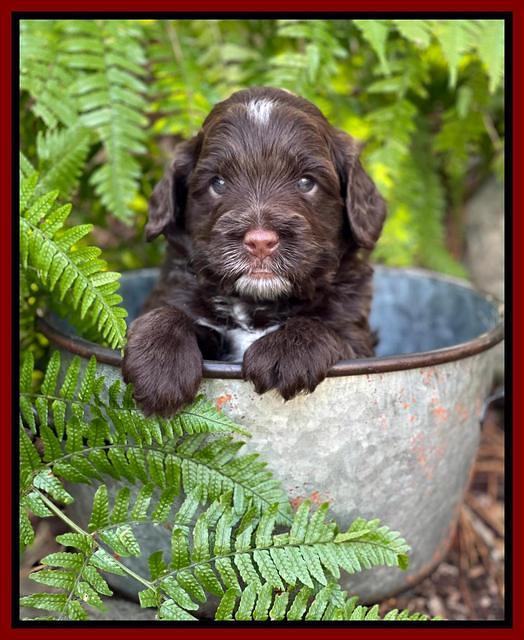 Willow Traveler pups 4 wks old 381