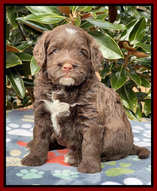 Willow Traveler pups 5 wks old 251