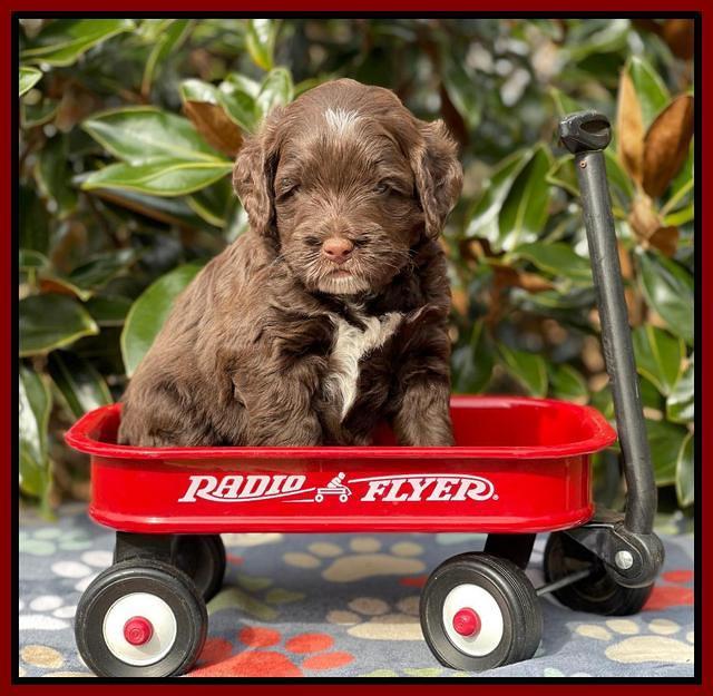 Willow Traveler pups 5 wks old 271