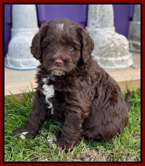 Willow Traveler pups 6 wks old 291