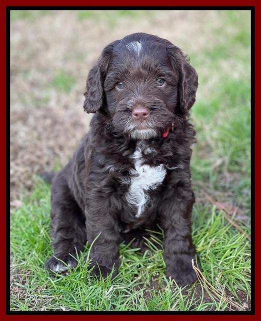 Willow Traveler pups 6 wks old 311