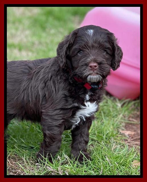 Willow Traveler pups 6 wks old 321
