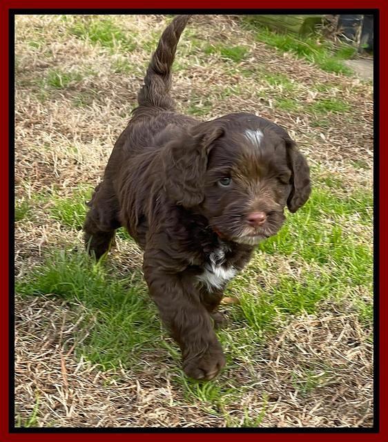 Willow Traveler pups 6 wks old 331