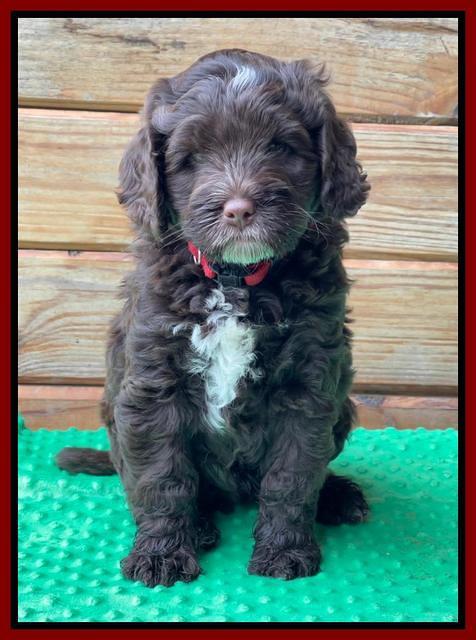 Willow Traveler pups 7 wks old 251