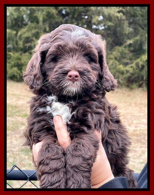 Willow Traveler pups 7 wks old 261