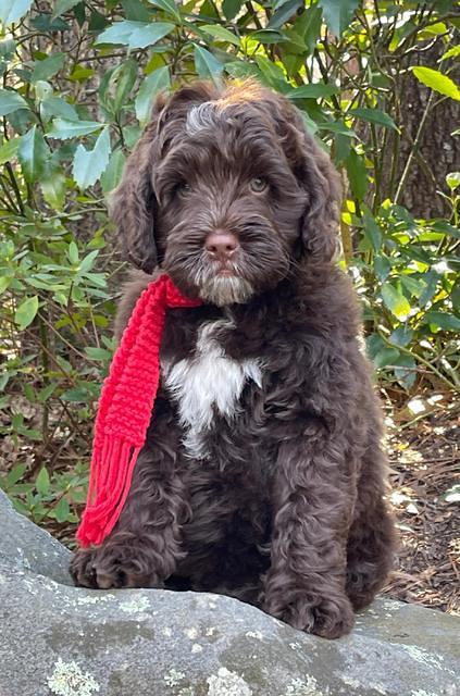 Willow Traveler pups 8 week old 421
