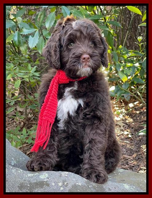 Willow Traveler pups 8 week old 431