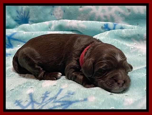 Willow Travler pups 1 week old 91