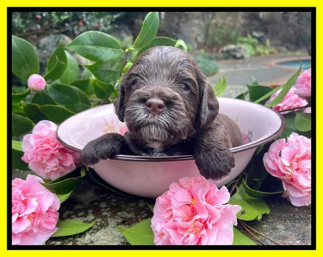 Willow Traveler pups 3 wks old 191