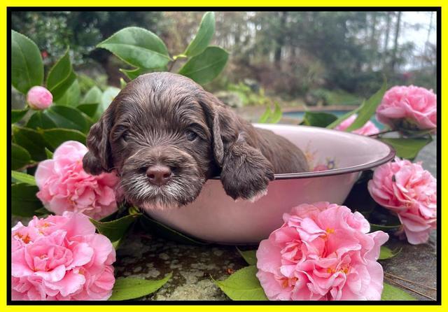 Willow Traveler pups 3 wks old 221