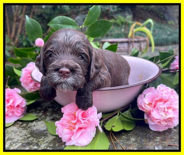 Willow Traveler pups 3 wks old 231