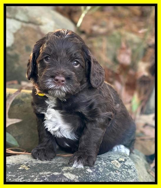 Willow Traveler pups 4 wks old 261