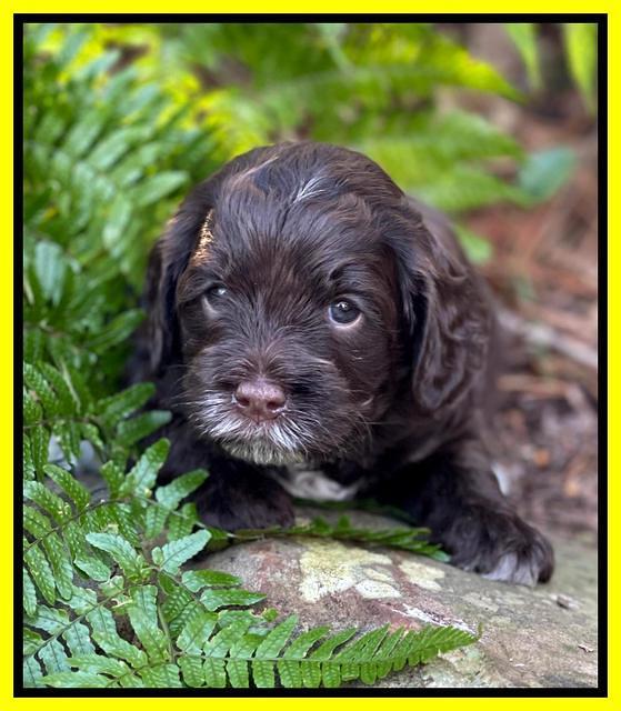 Willow Traveler pups 4 wks old 271