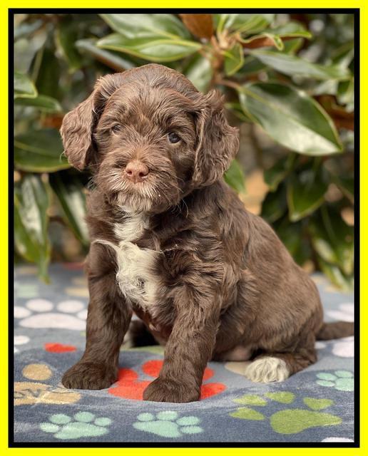 Willow Traveler pups 5 wks old 201