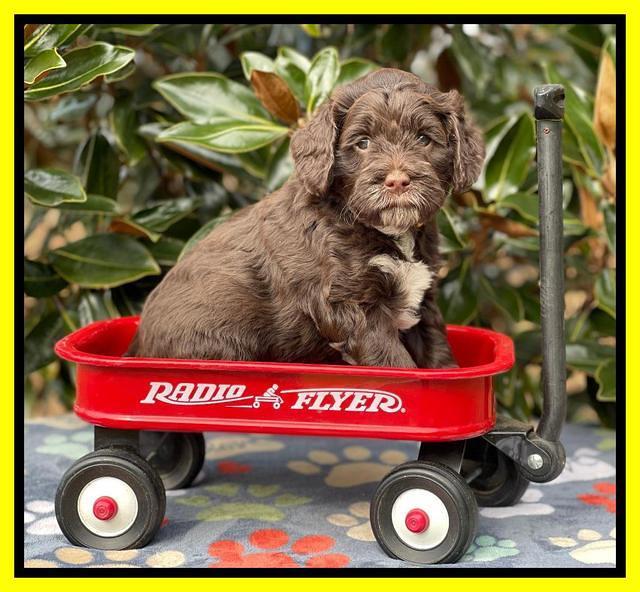 Willow Traveler pups 5 wks old 211