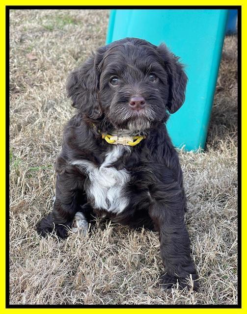 Willow Traveler pups 6 wks old 241