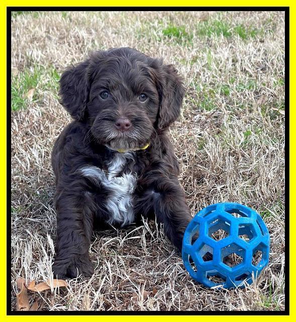 Willow Traveler pups 6 wks old 251