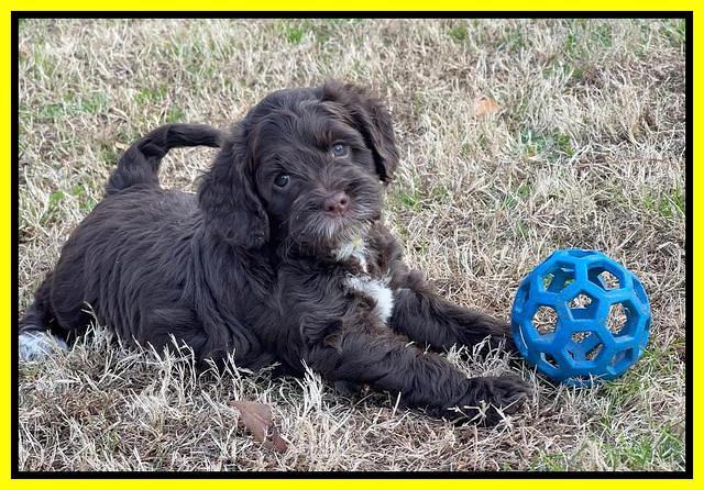 Willow Traveler pups 6 wks old 261