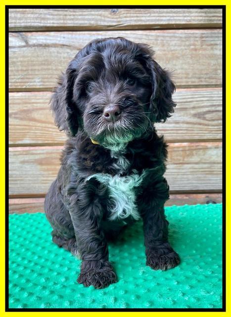 Willow Traveler pups 7 wks old 221