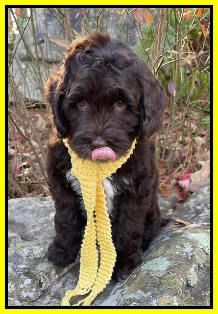 Willow Traveler pups 8 week old 321