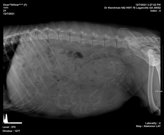 Willow preg 1 x ray day 57