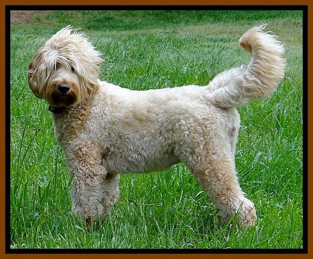 Dulcie day 57 preg 1