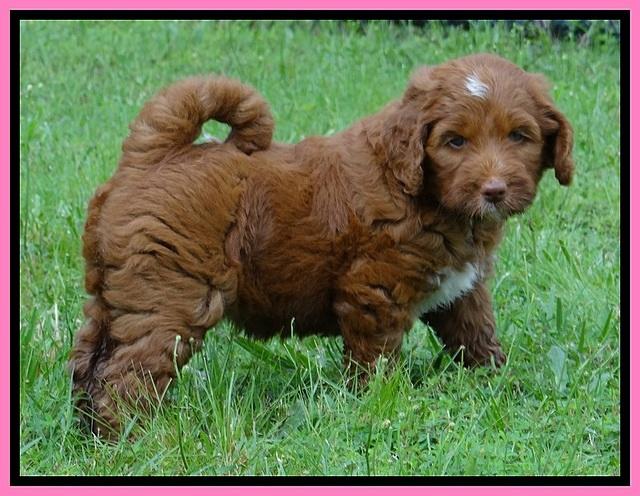 Dlucie Beckham pups 6 wks old 111