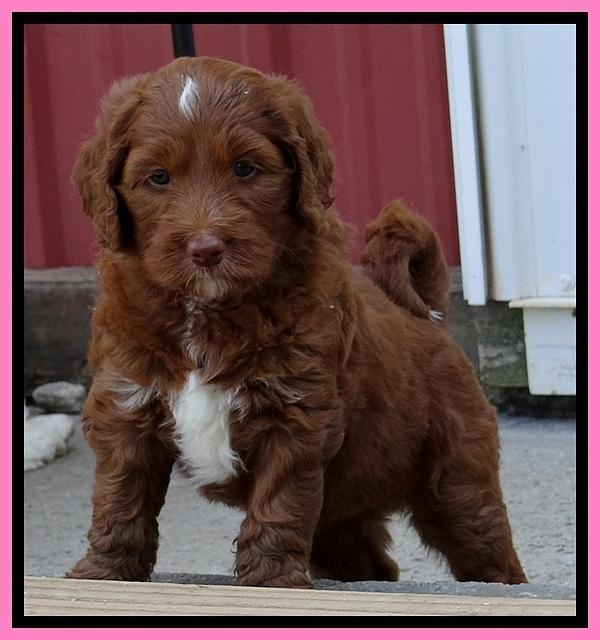 Dlucie Beckham pups 6 wks old 71