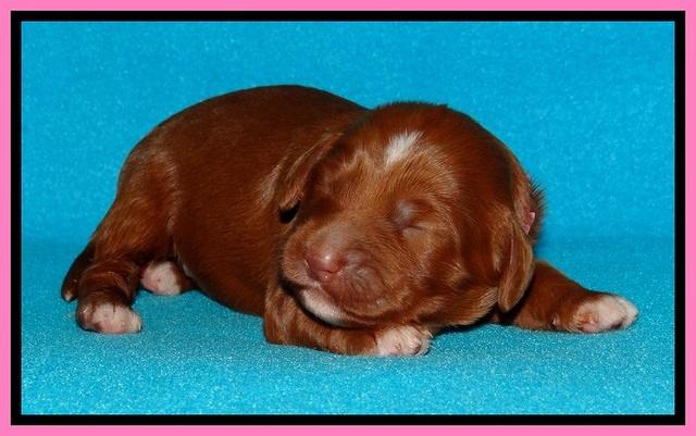 Dulcie Beckam pups 1 wk old 21