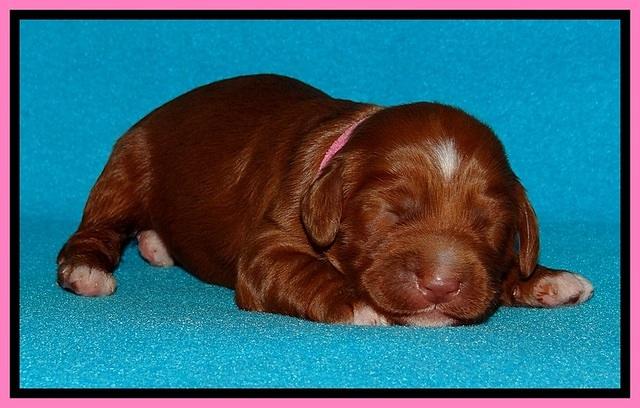 Dulcie Beckam pups 1 wk old 31
