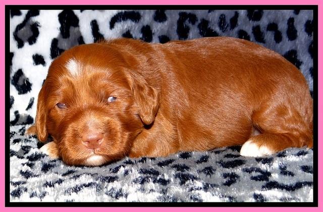 Dulcie Beckam pups 2 wks old 61
