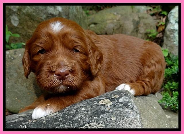 Dulcie Beckam pups 3 wks old 11