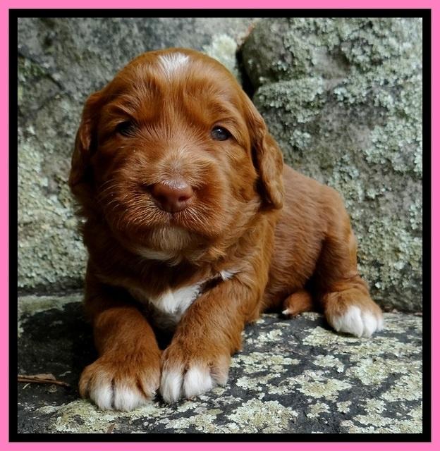 Dulcie Beckam pups 3 wks old 31