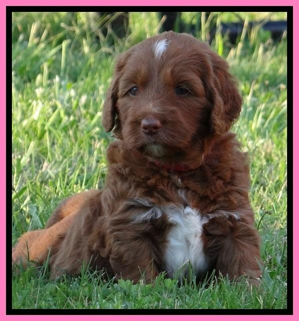 Dulcie Beckam pups 5 wks old 210