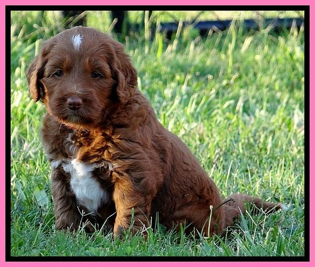Dulcie Beckam pups 5 wks old 240