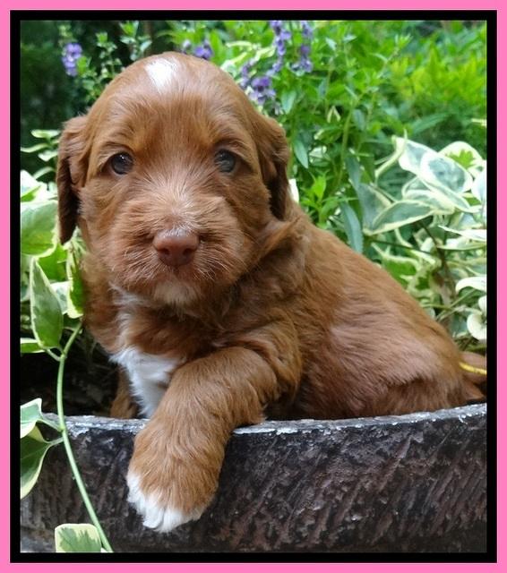 Dulcie Beckham pups 4 wks old 51