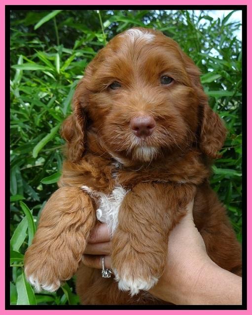 Dulcie Beckham pups 7 wks old 52