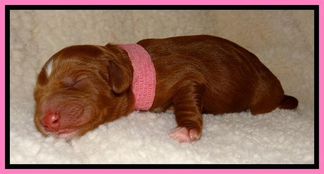 Dulcie Beckum pups newborn 81