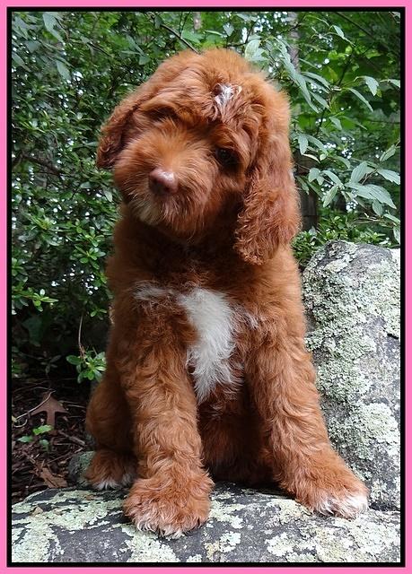 Dulcie and Beckham pups 10 wks old 31