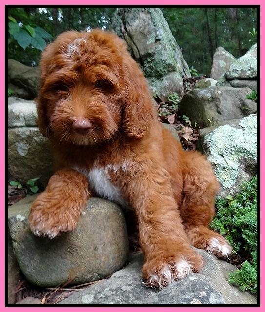 Dulcie and Beckham pups 10 wks old 41