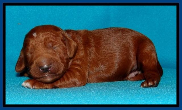 Dulcie Beckam pups 1 wk old 51