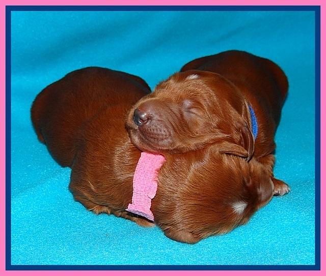 Dulcie Beckam pups 1 wk old 61