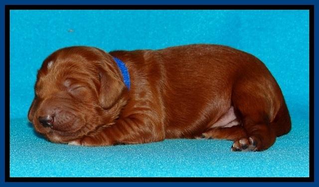 Dulcie Beckam pups 1 wk old 71