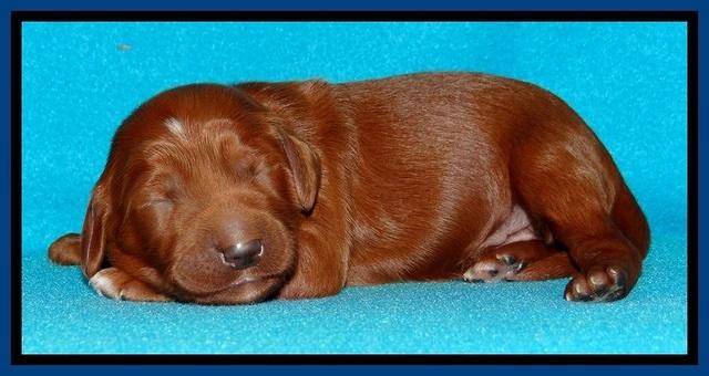 Dulcie Beckam pups 1 wk old 81