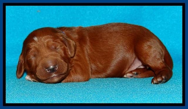 Dulcie Beckam pups 1 wk old 91
