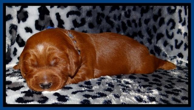 Dulcie Beckam pups 2 wks old 21