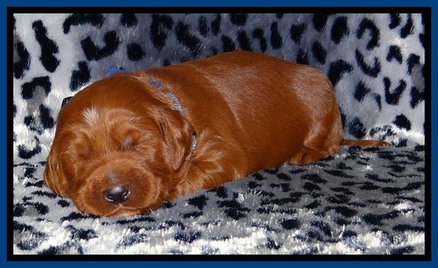 Dulcie Beckam pups 2 wks old 31