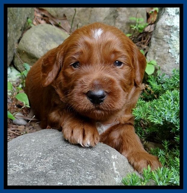Dulcie Beckam pups 3 wks old 51